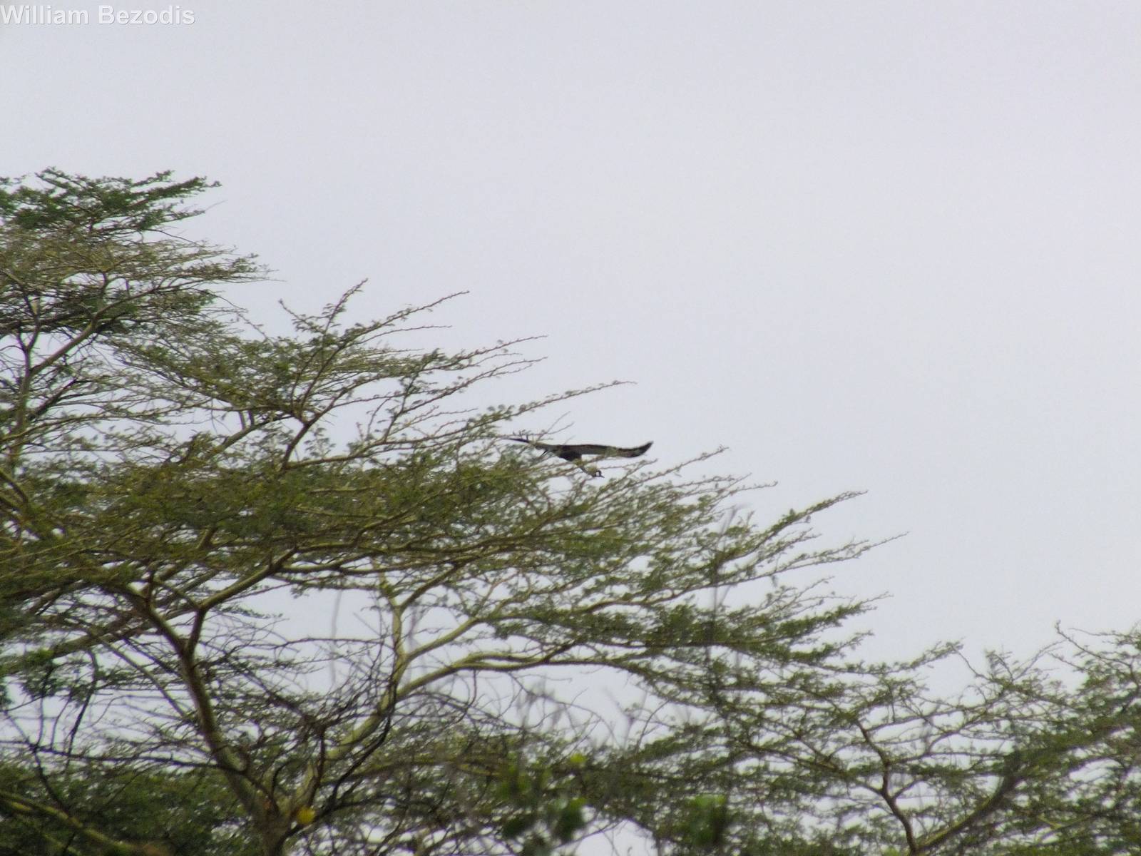 Grey Crowned Crane Taking Off
