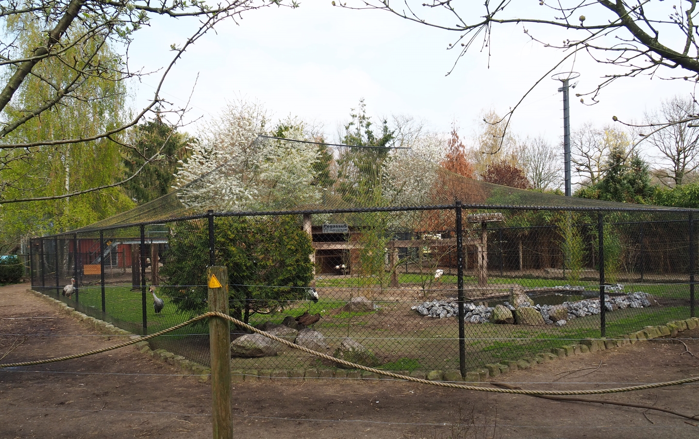 Grey crowned crane - White stork - Hamerkop - Ringneck pheasant aviary with alpaca paddock around it, 2019-04-06