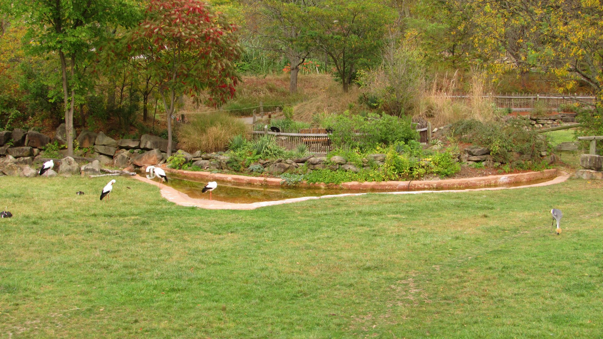 Grey Crowned Crane & White Storks