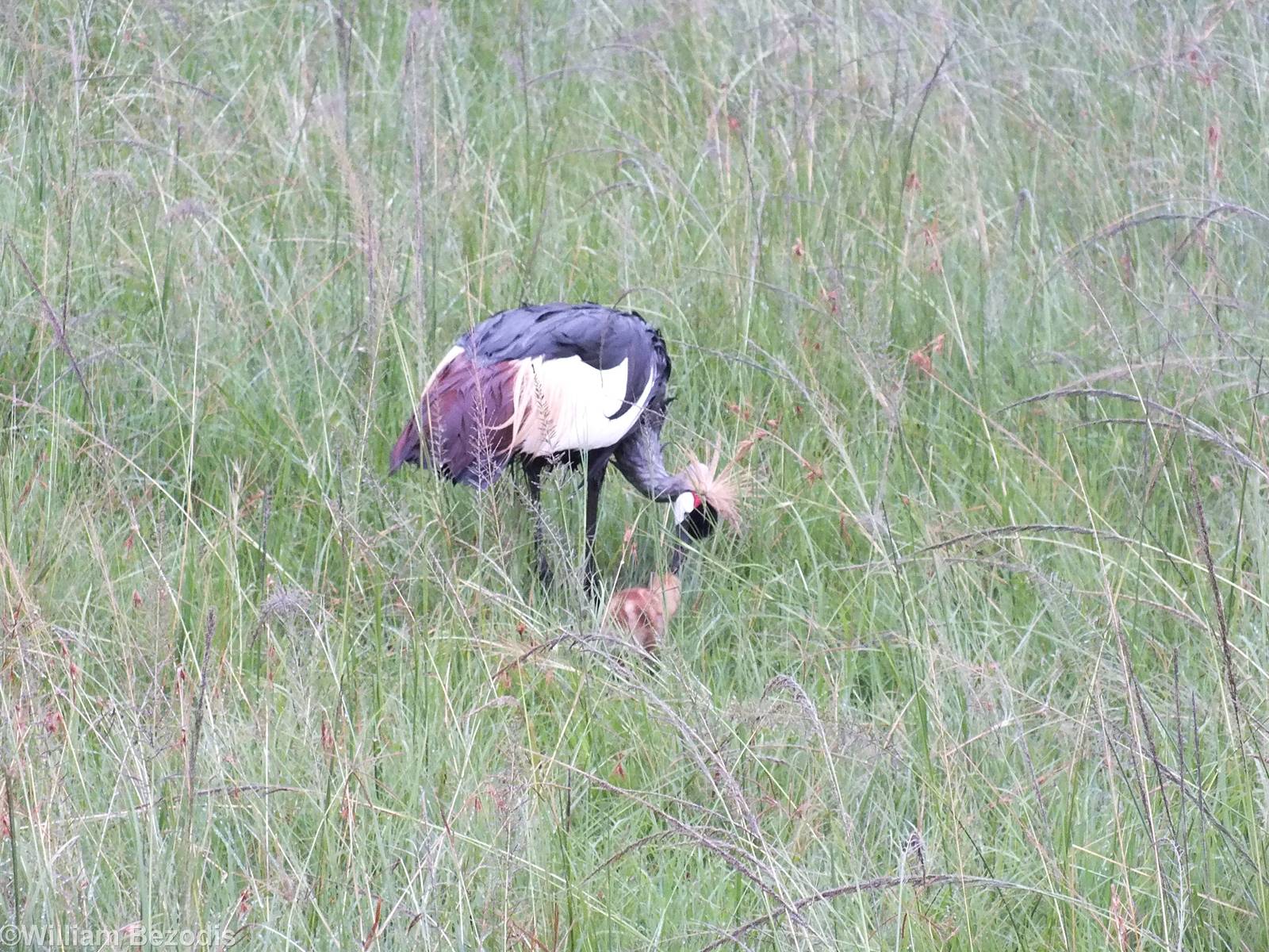 Grey Crowned-crane with Chick - Maasai Mara