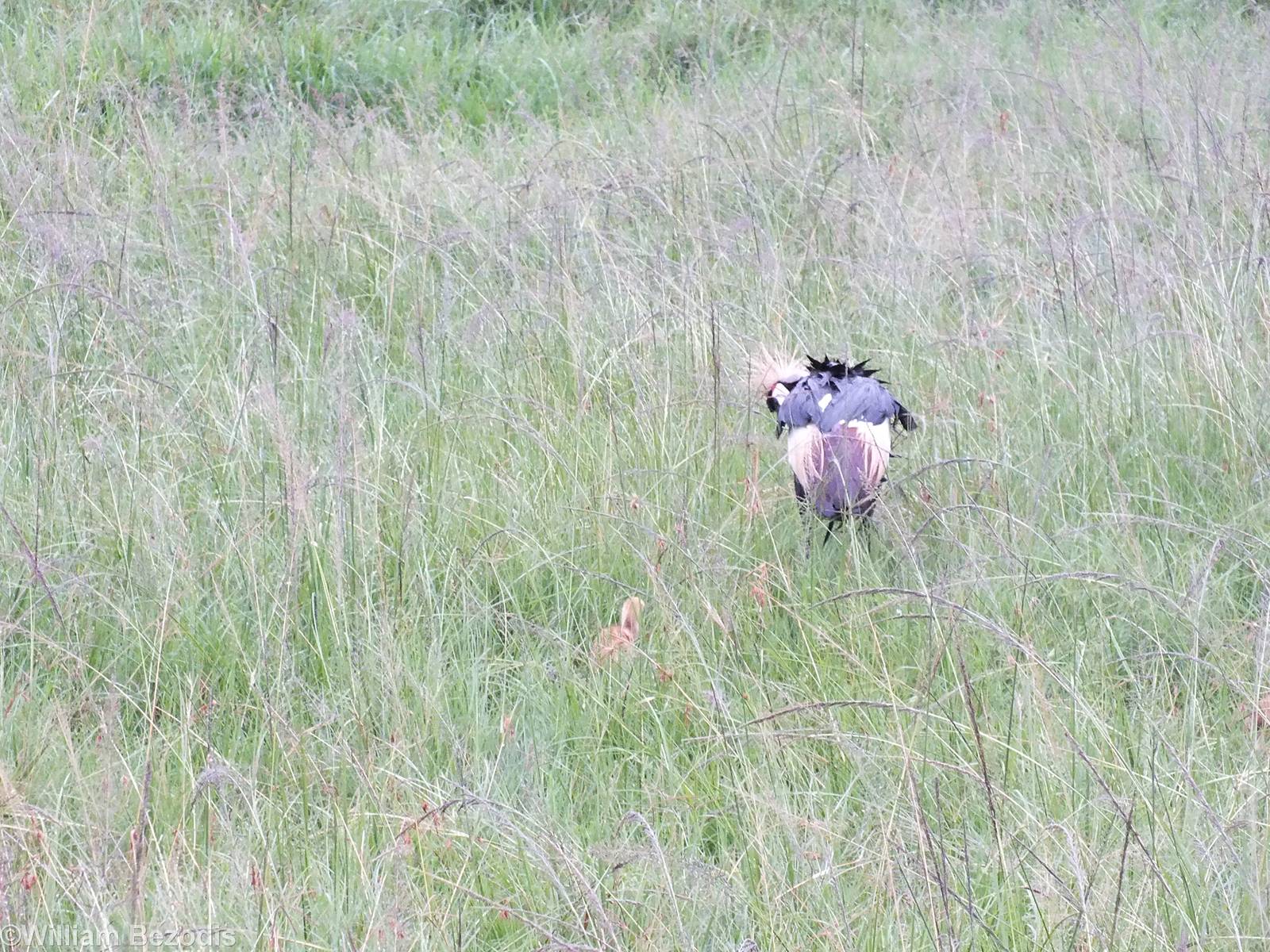 Grey Crowned-crane with Chick - Maasai Mara