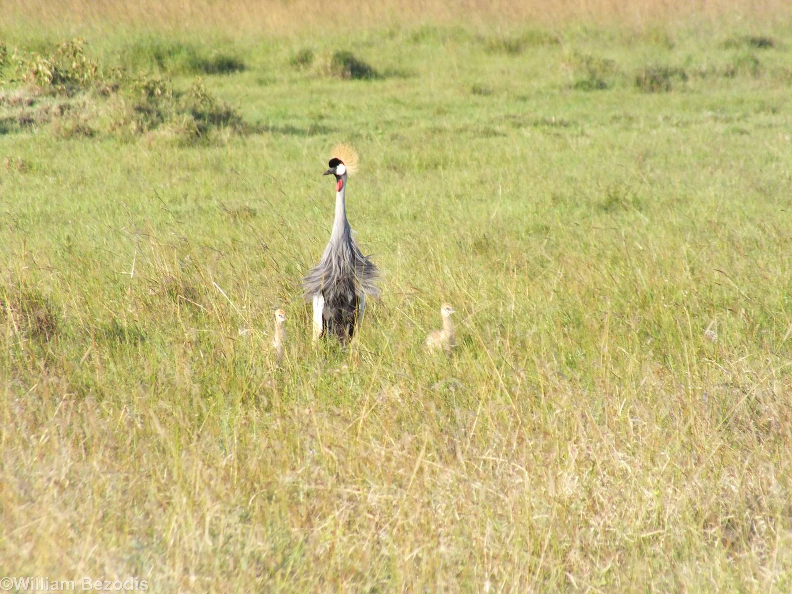 Grey Crowned-crane with Chicks - Nairobi National Park