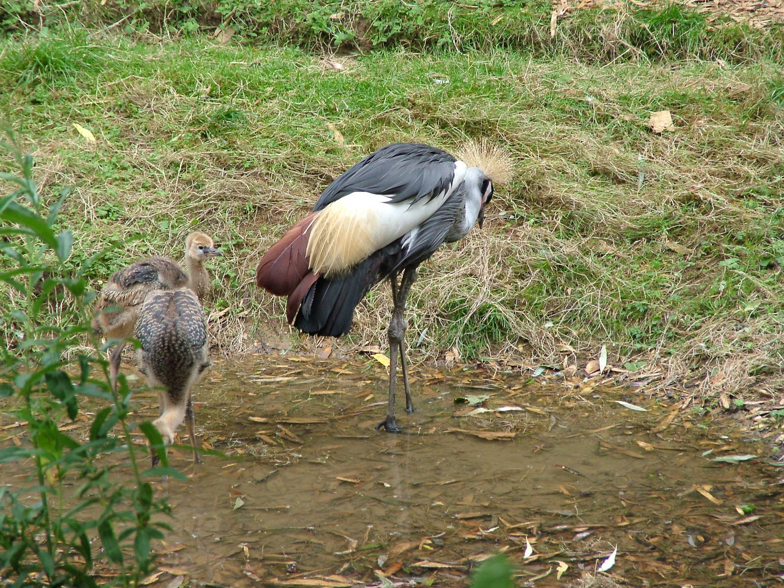 Grey Crowned Crane with Young at Colchester, 28/08/10
