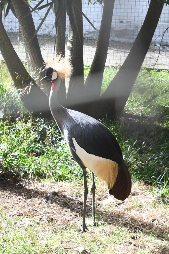 Grey Crowned Crane (Zoo Lourosa)