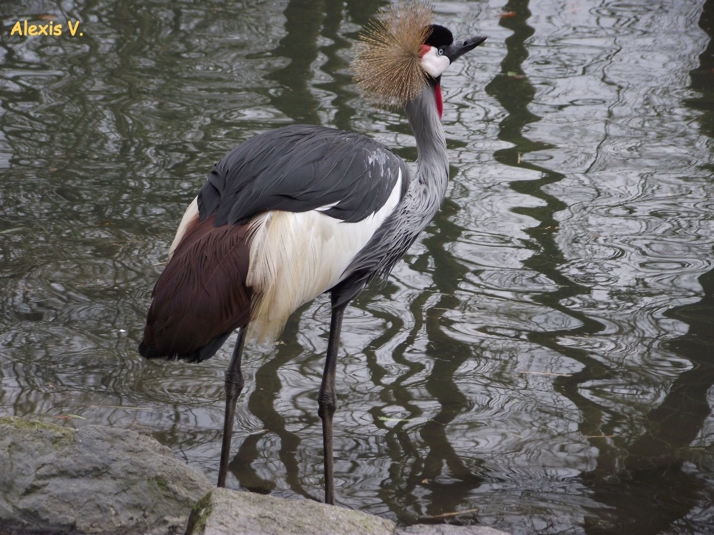 Grey-crowned Crane - Zooparc de Beauval - 03/2013