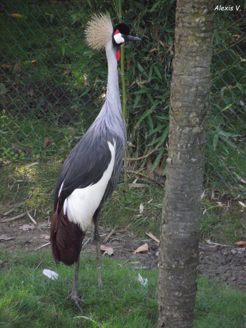 Grey Crowned-crane - Zooparc de Beauval - 08/2021