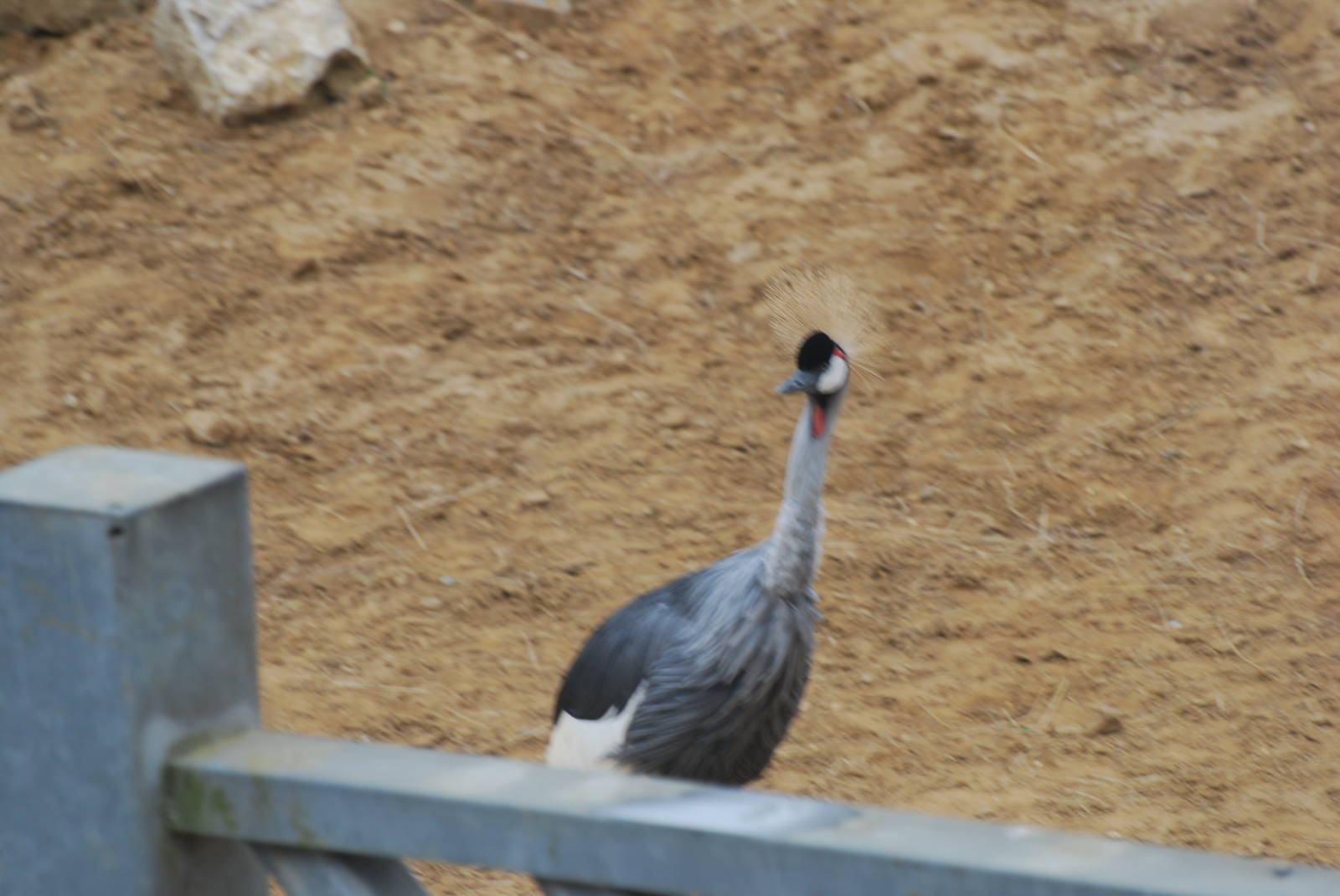 Grey crowned crane