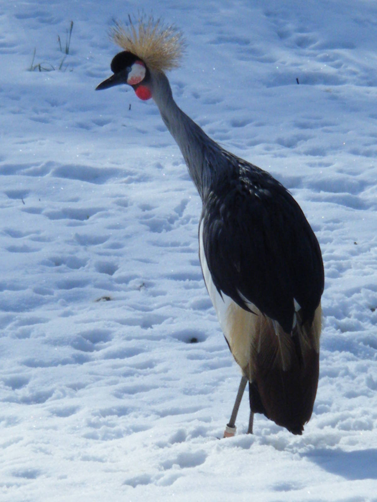 Grey Crowned Crane