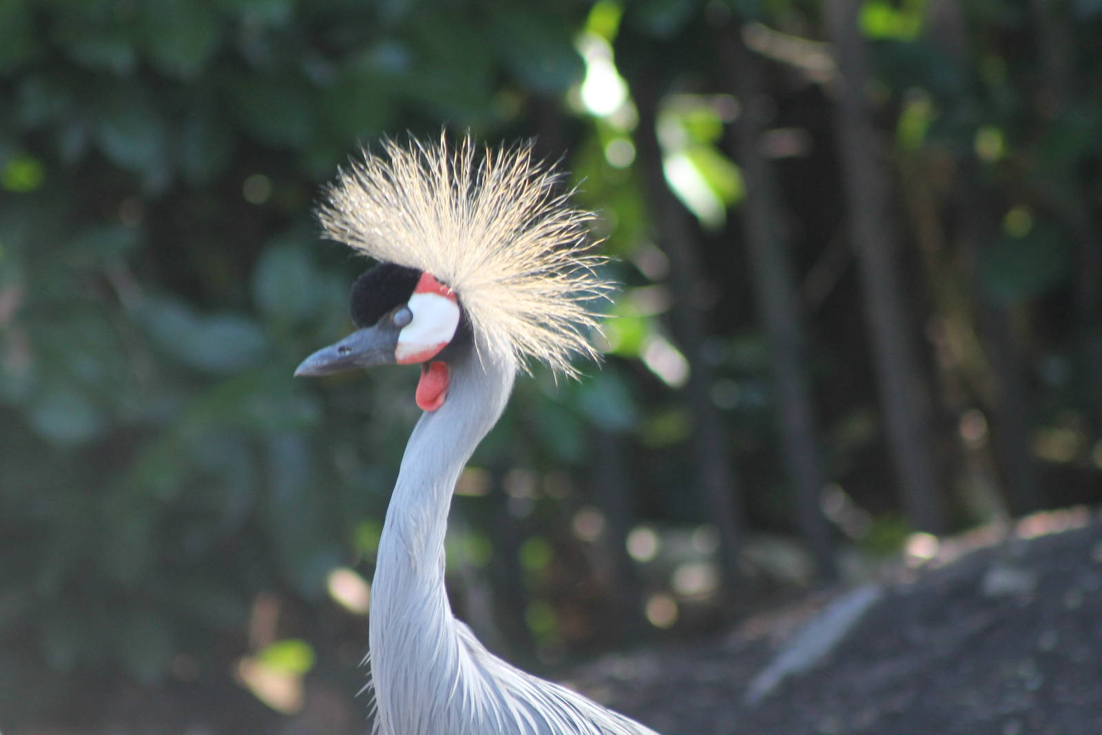 Grey crowned crane