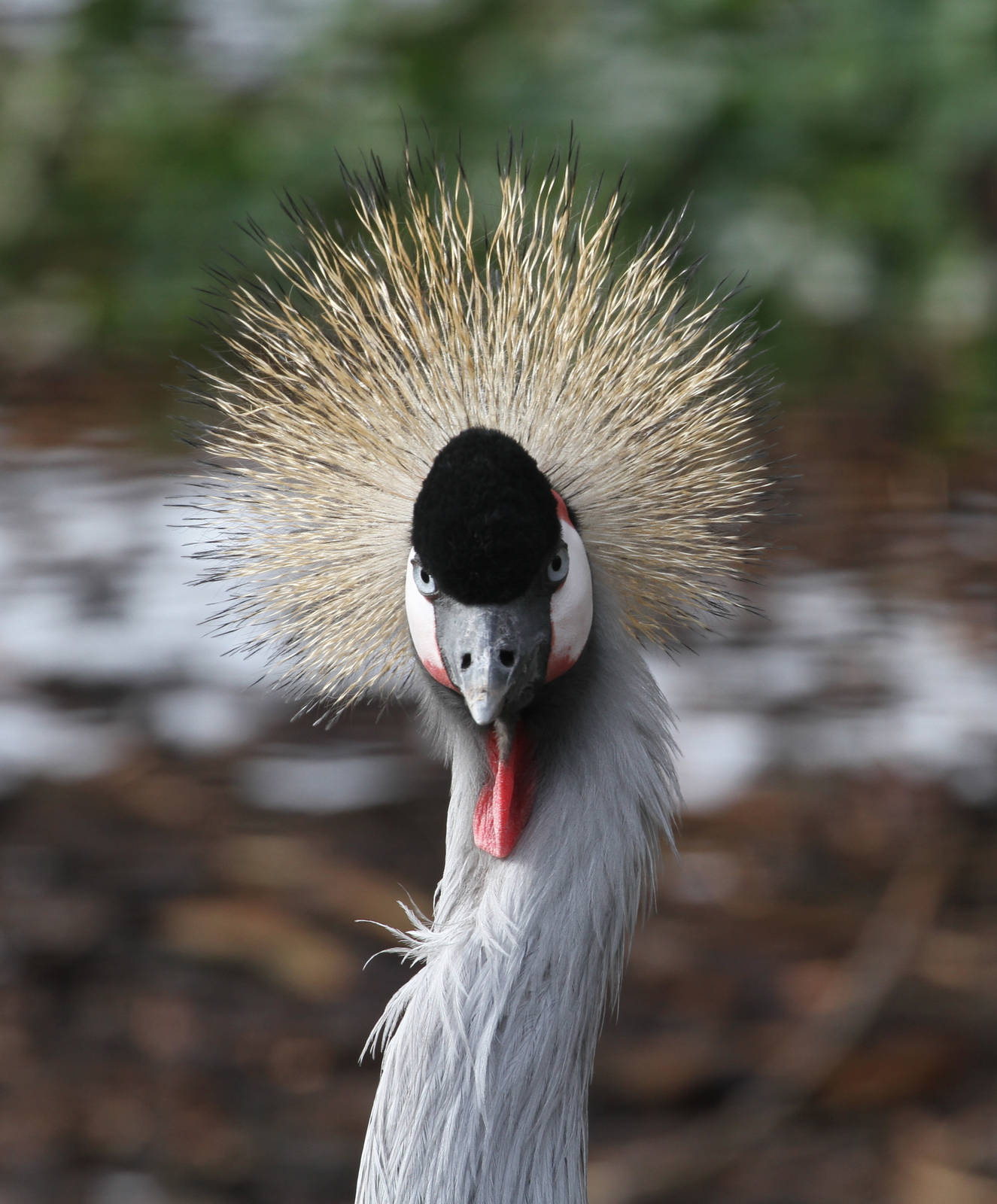 Grey Crowned Crane
