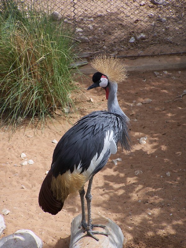Grey Crowned Crane