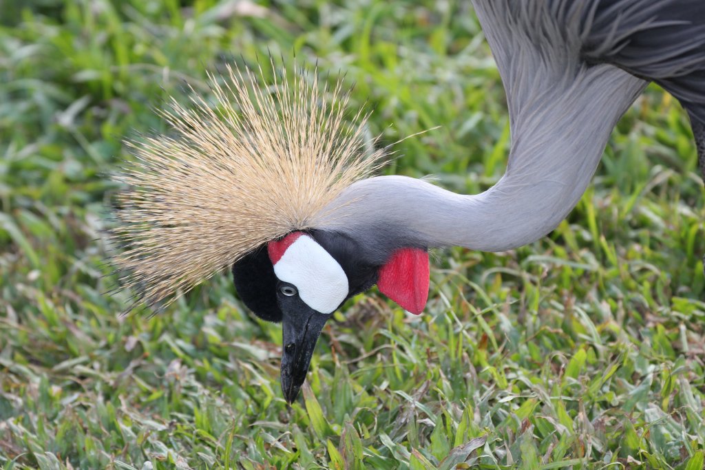 Grey Crowned Crane