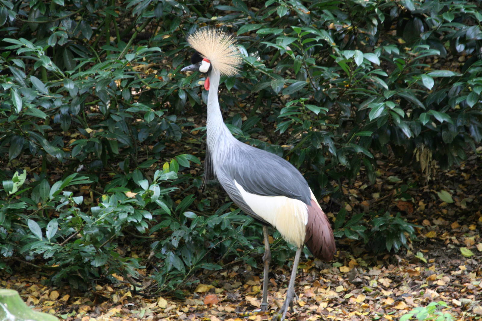 Grey Crowned Crane
