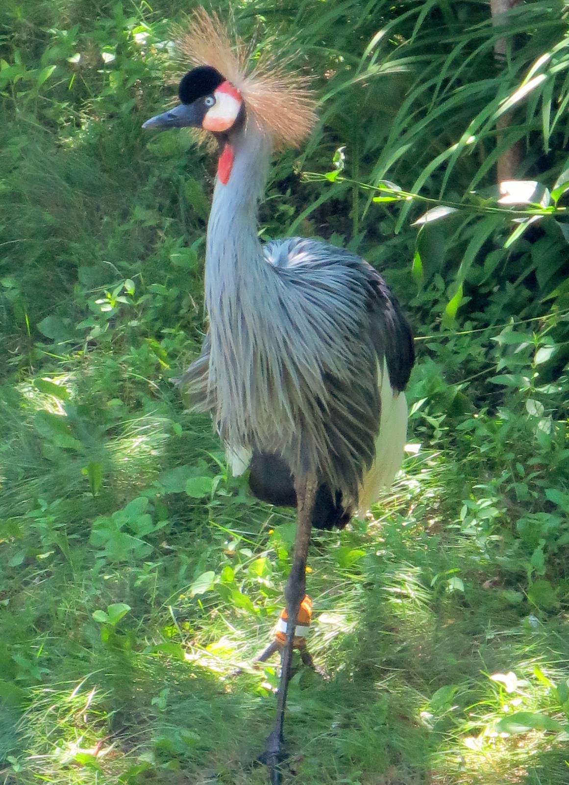 Grey Crowned Crane