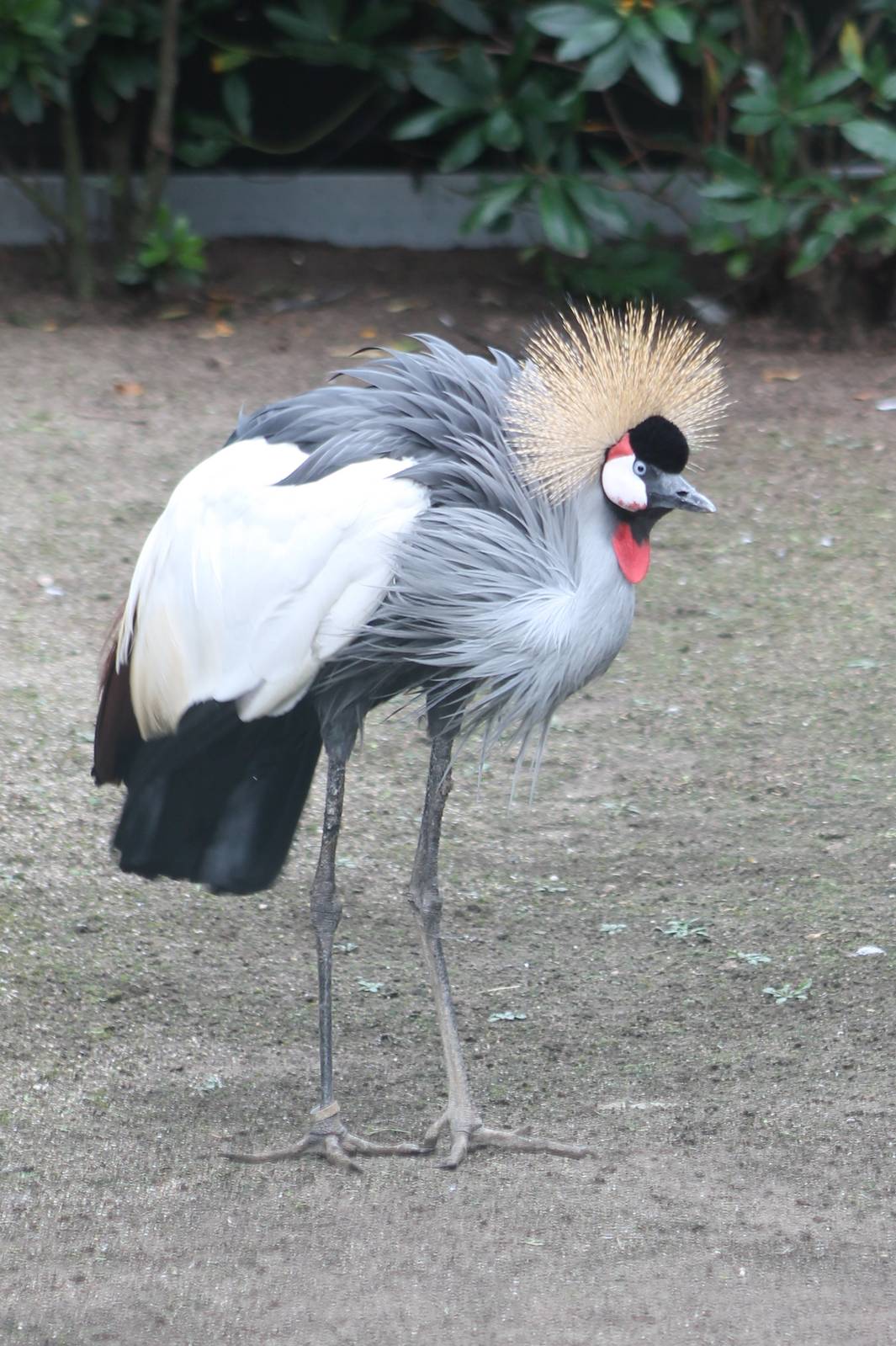 Grey Crowned crane