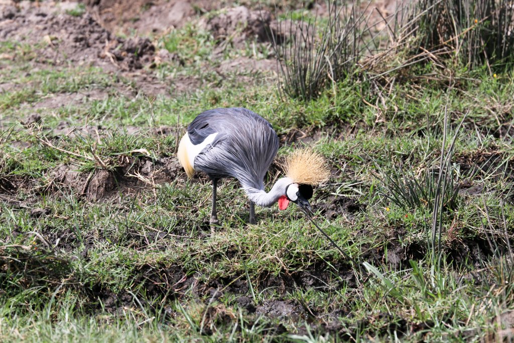 Grey Crowned Crane