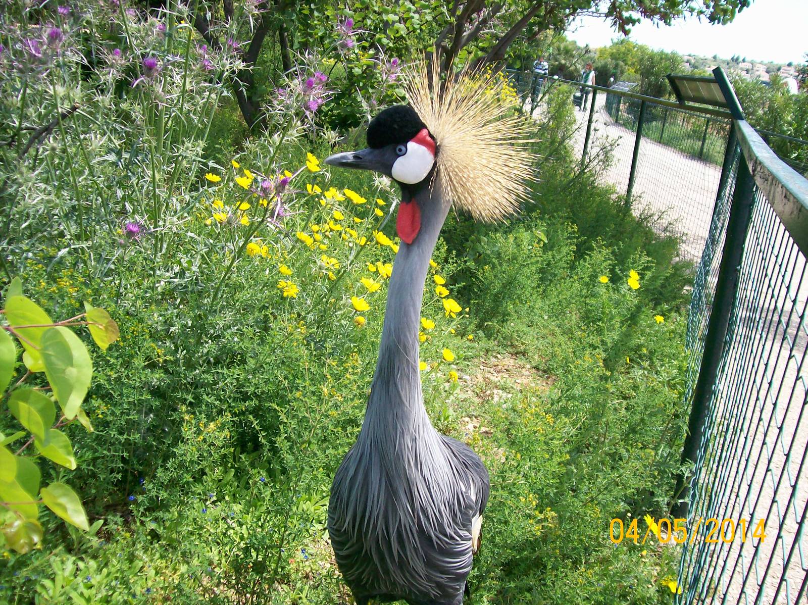 Grey crowned crane