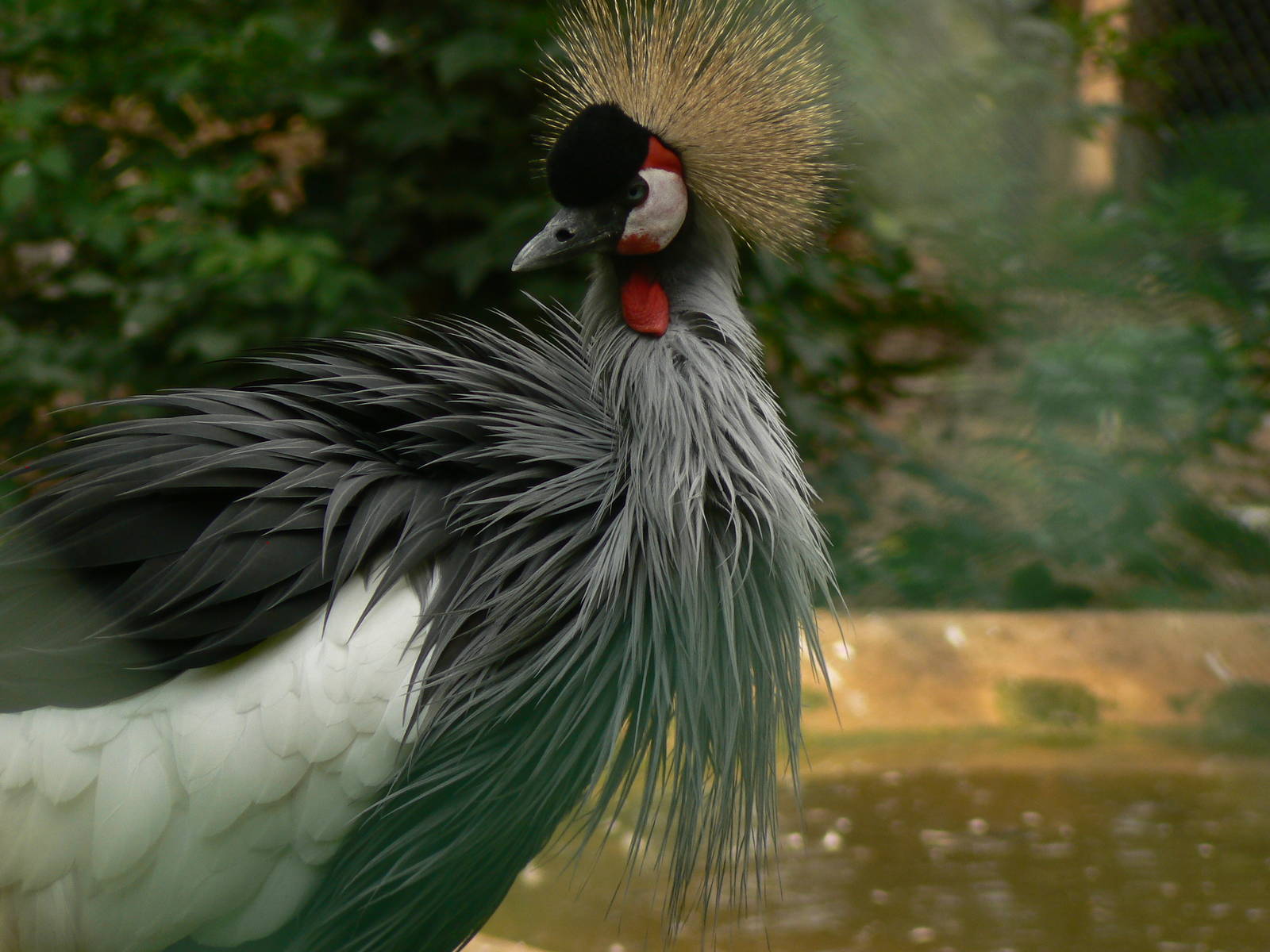Grey Crowned Crane