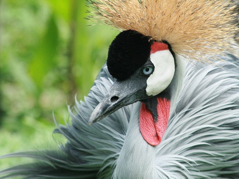 Grey Crowned-crane