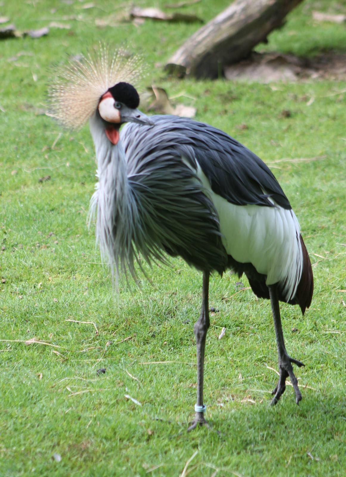 Grey crowned crane