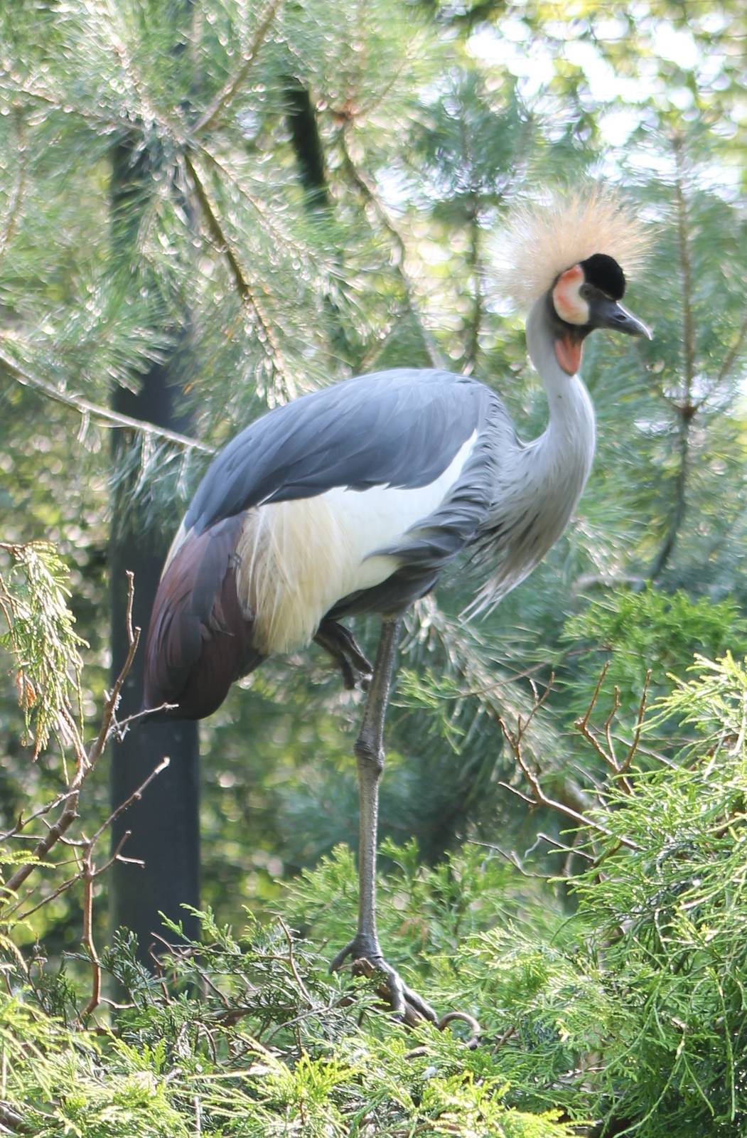 Grey crowned crane