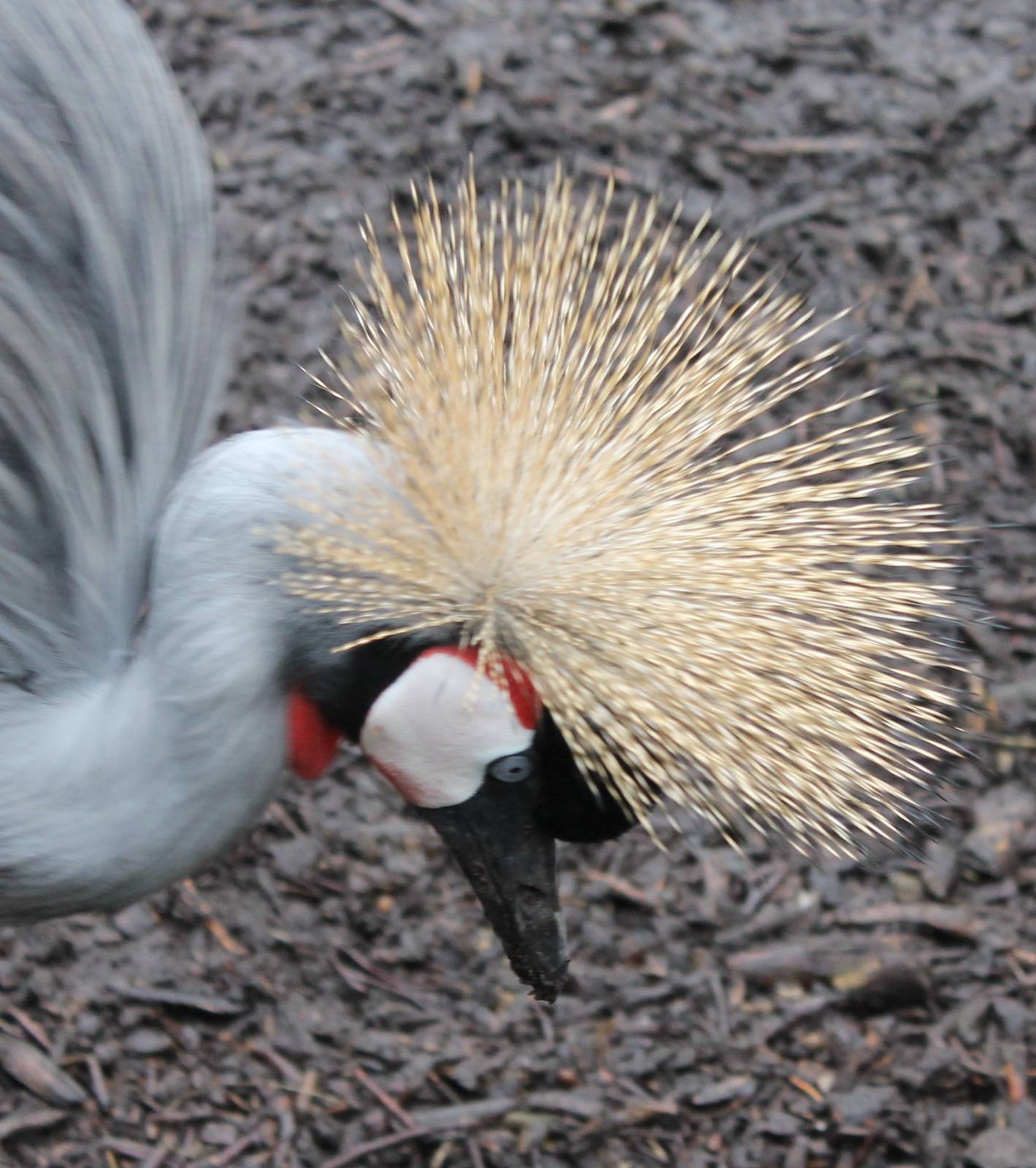 Grey crowned crane