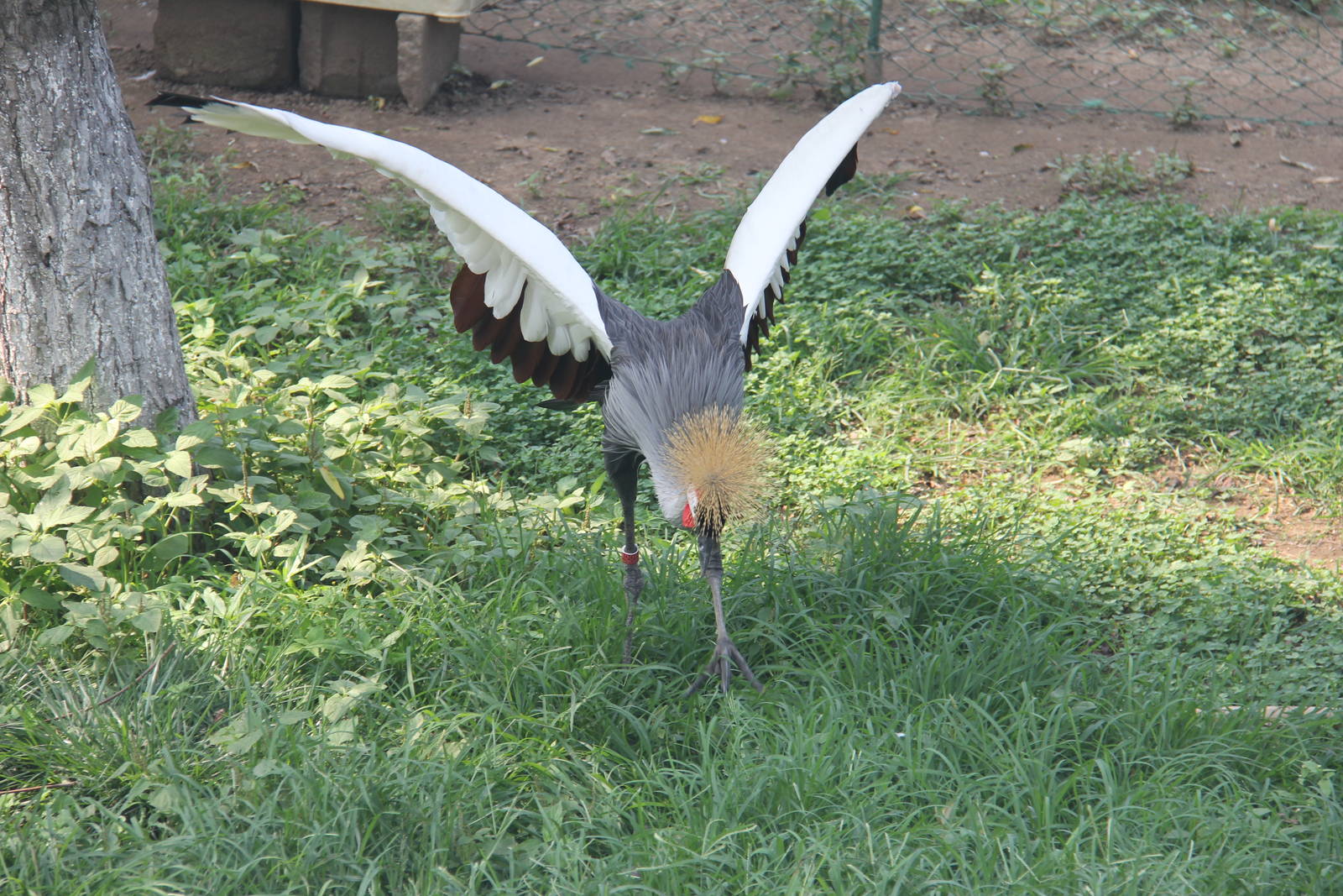 Grey crowned crane