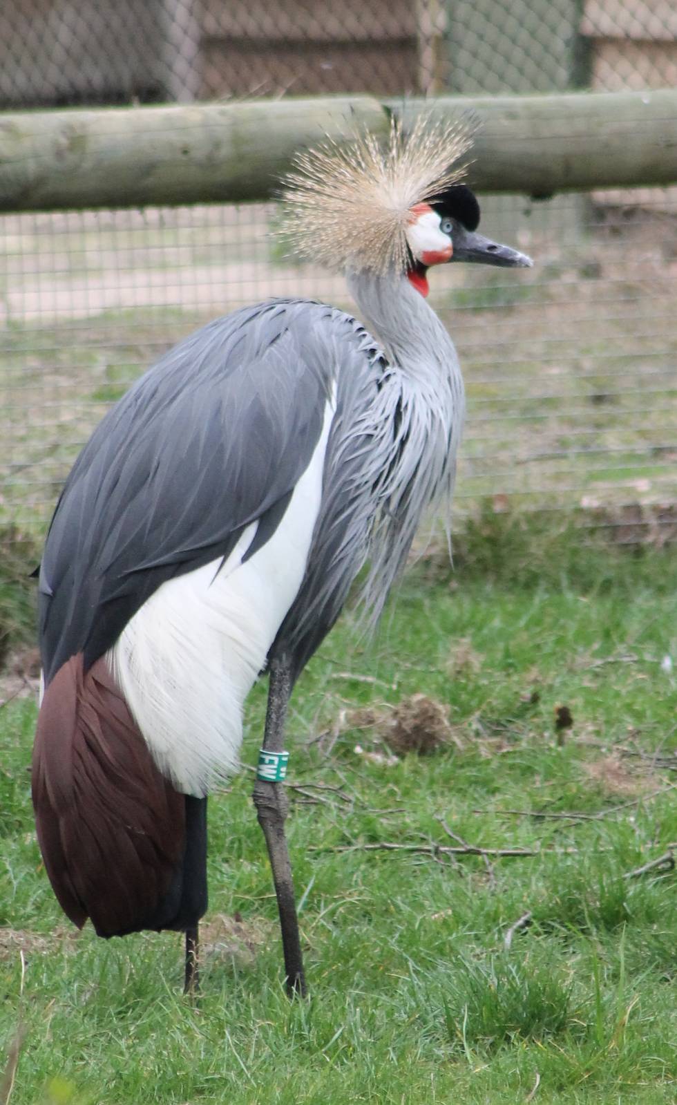Grey crowned crane