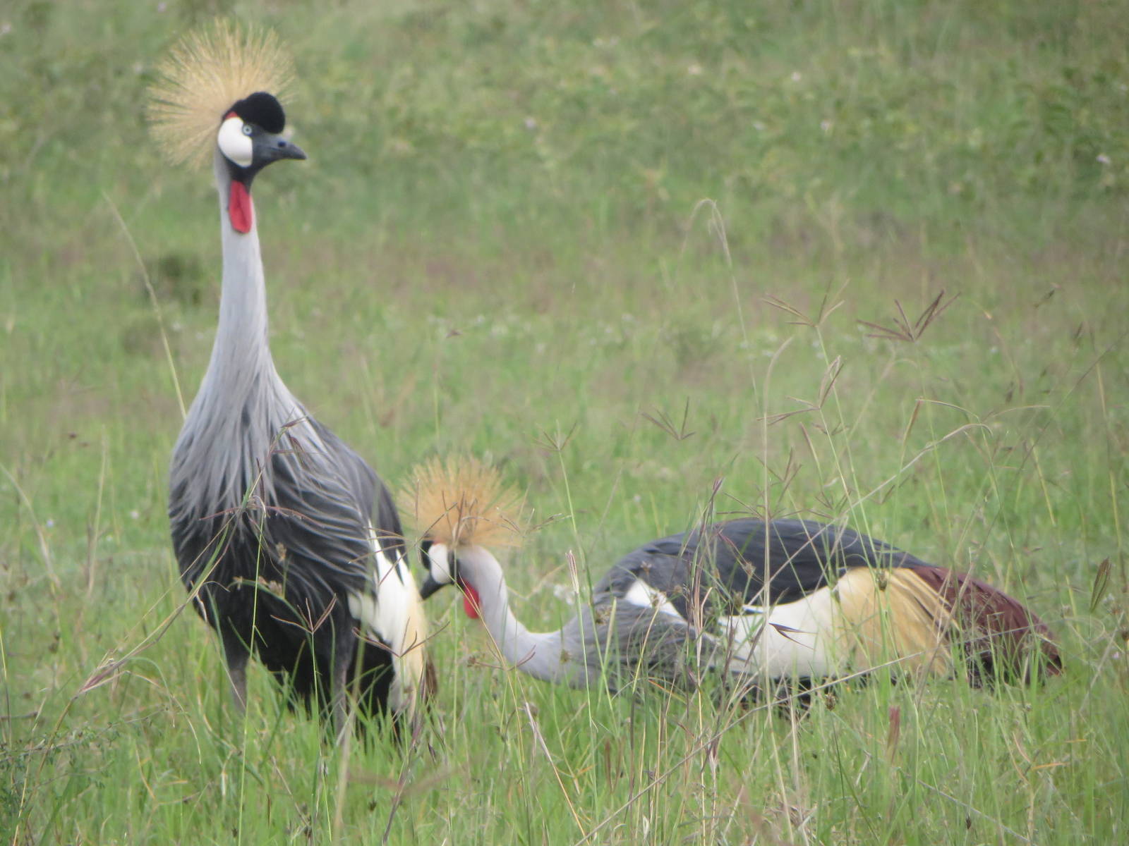 Grey crowned crane