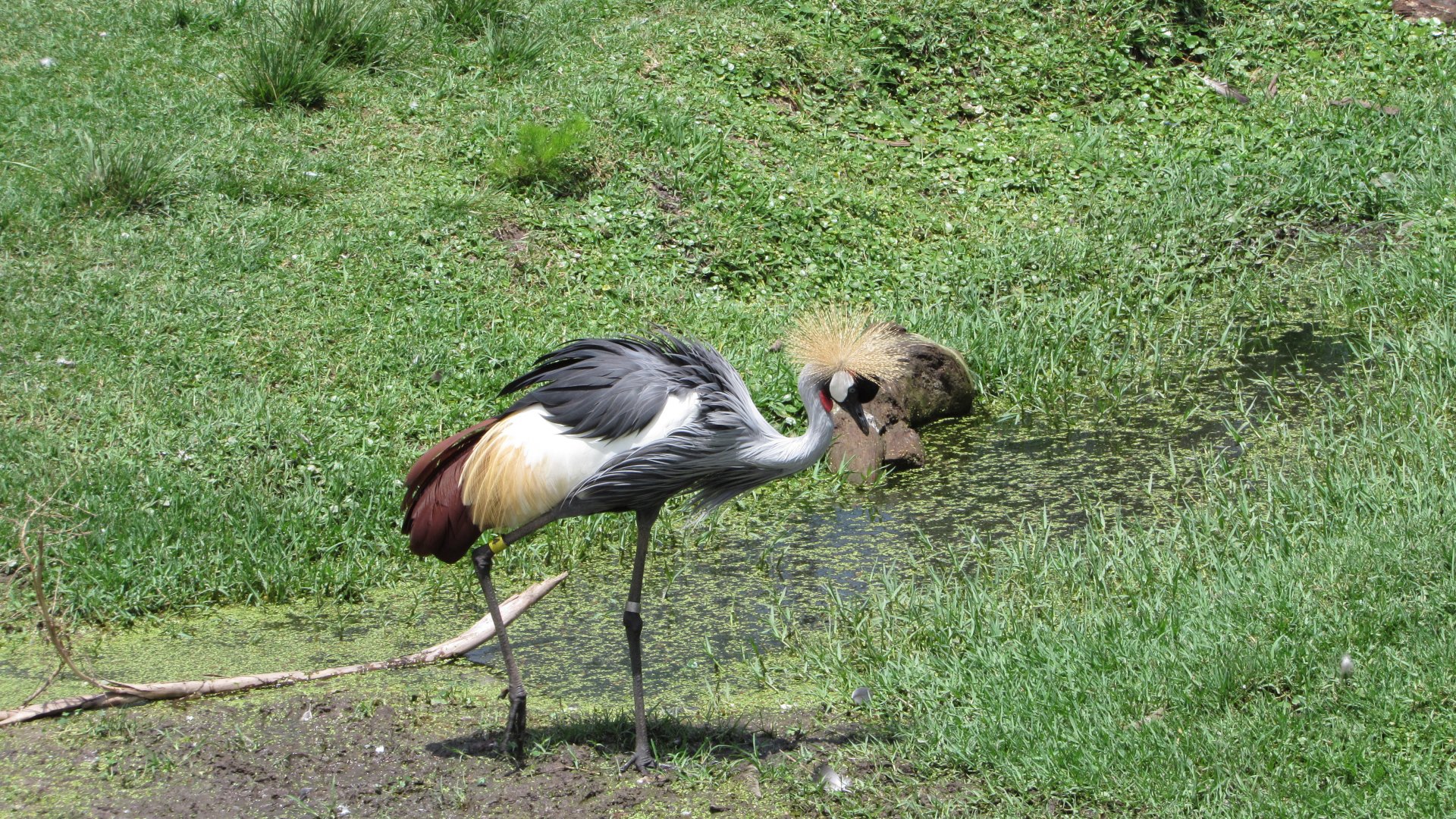 Grey Crowned Crane