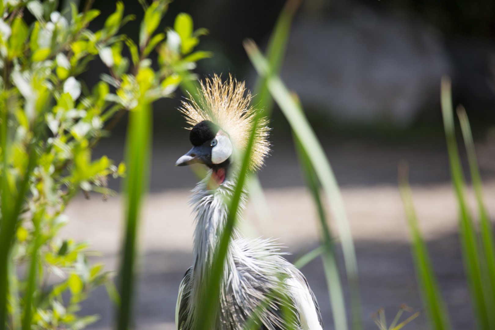Grey Crowned Crane