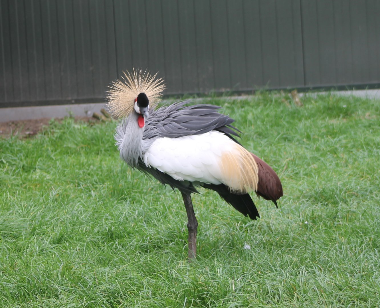 Grey crowned crane