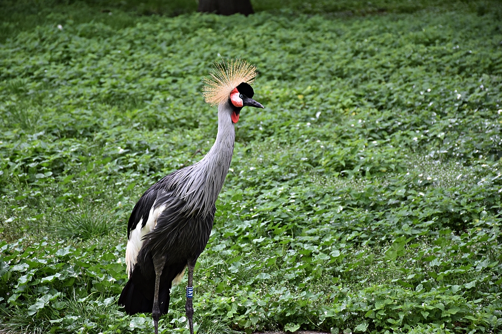 Grey crowned crane