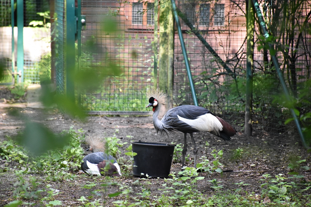 Grey crowned crane