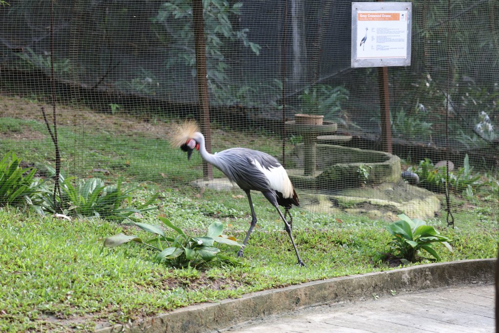 Grey Crowned Crane