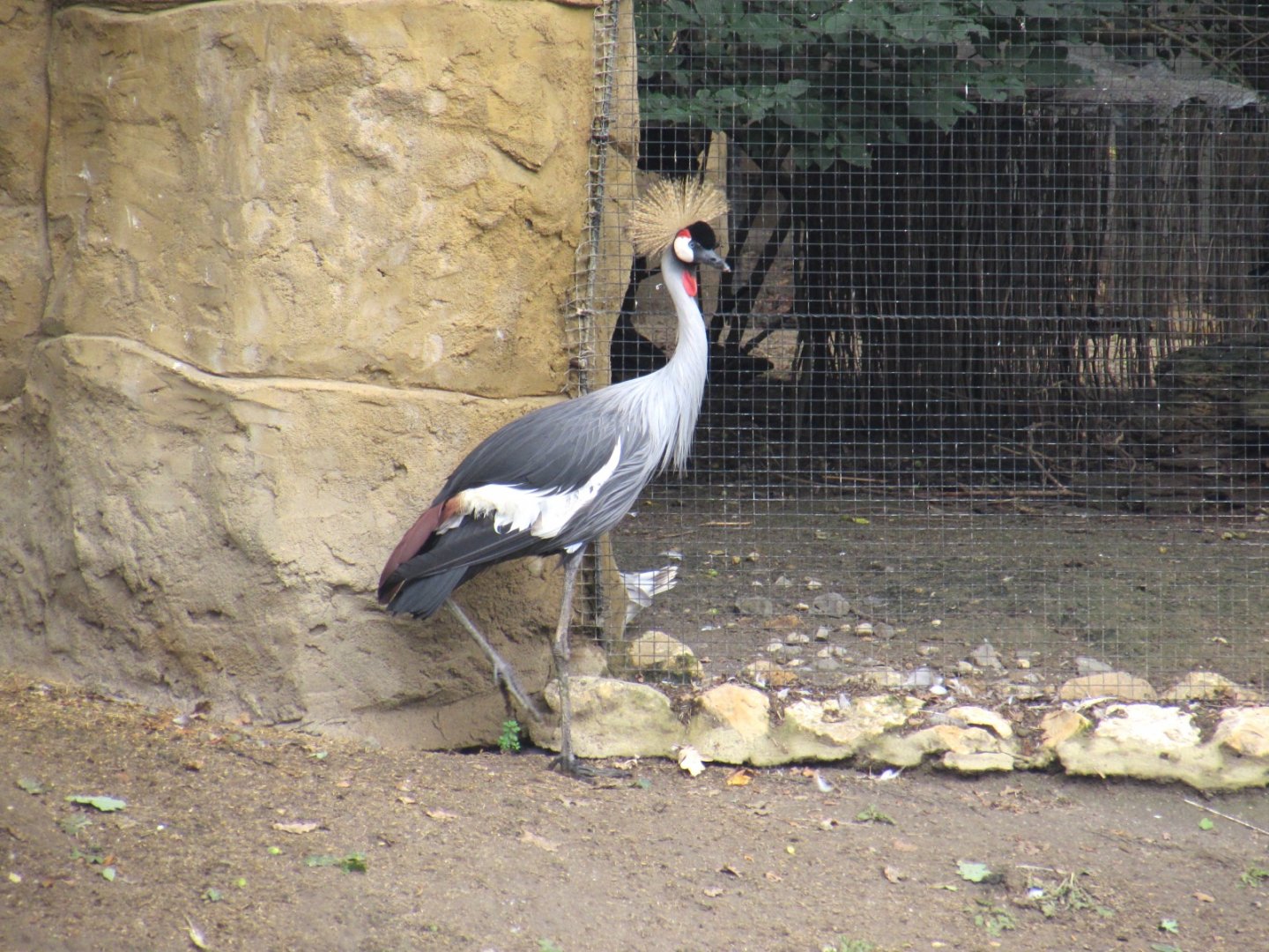 Grey crowned Crane