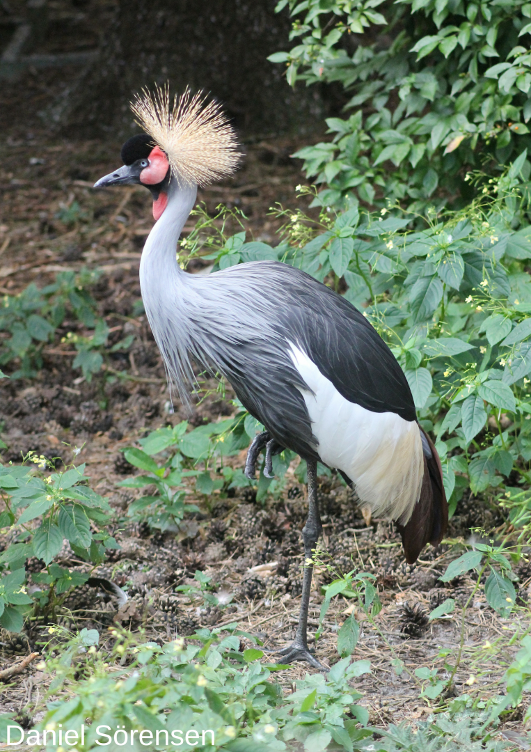 Grey crowned crane