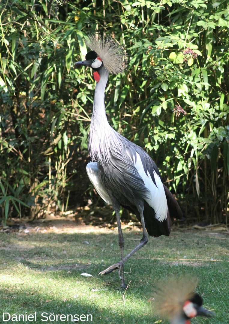 Grey crowned crane