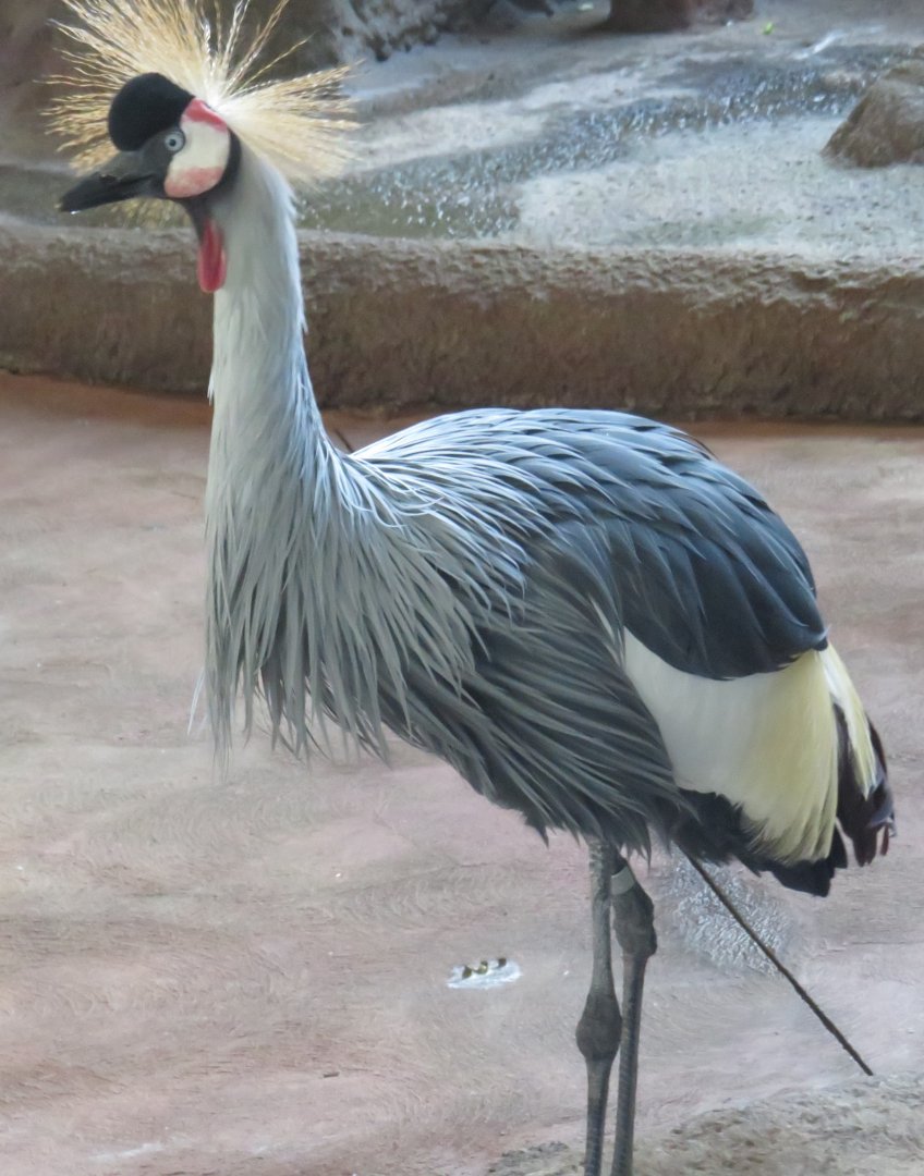 Grey crowned crane