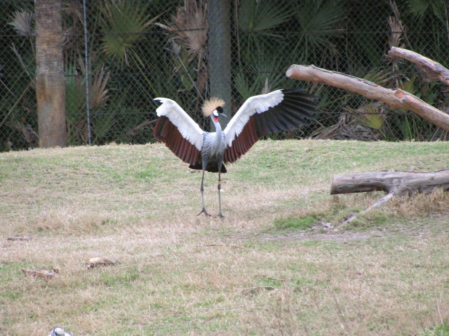 Grey Crowned Crane