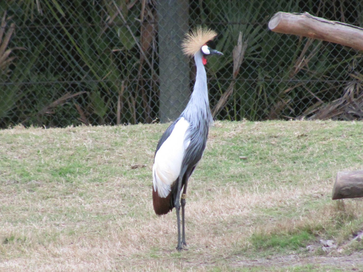 Grey Crowned Crane
