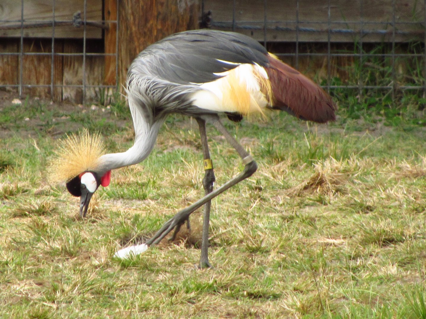 Grey Crowned Crane
