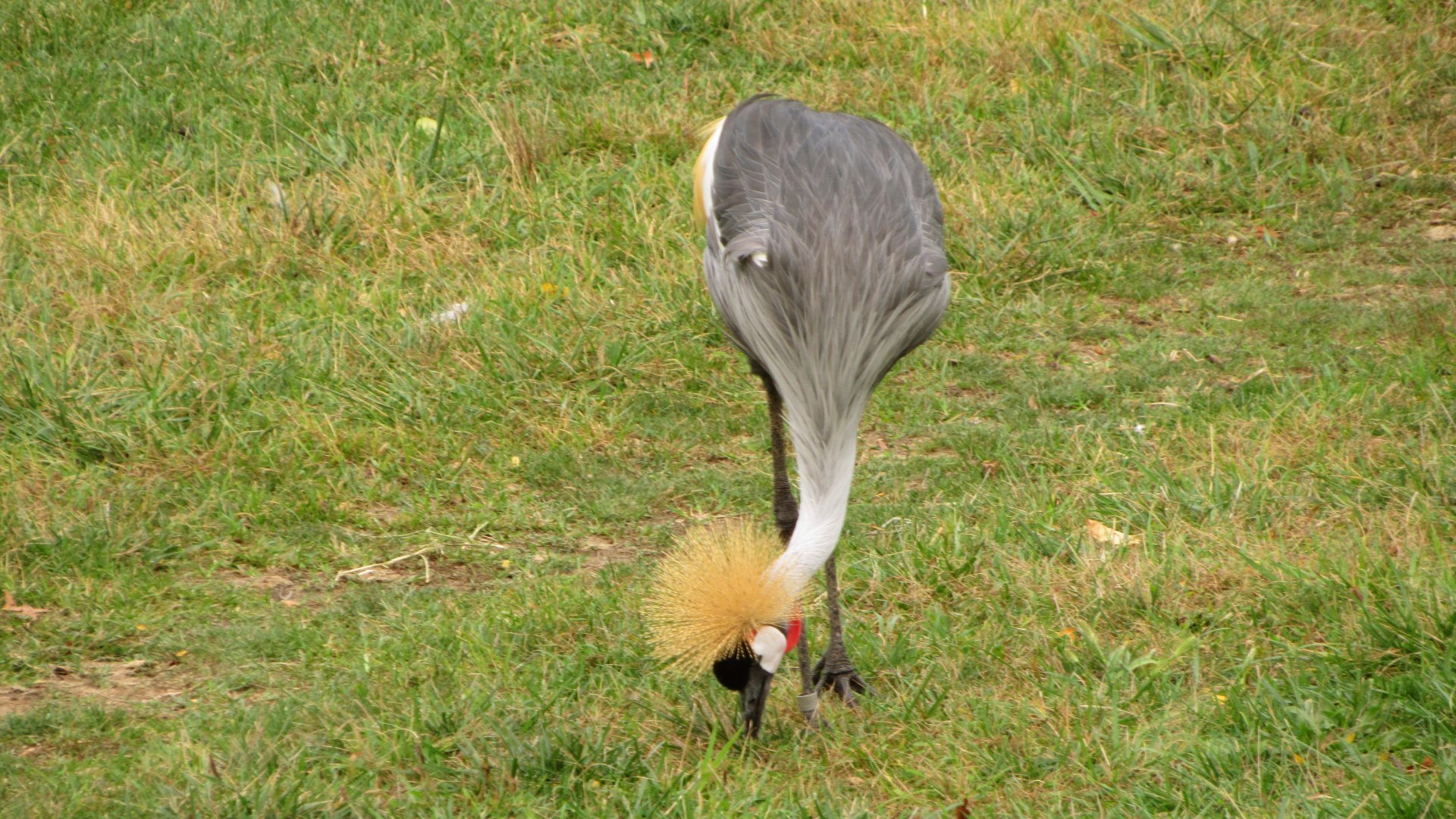 Grey Crowned Crane