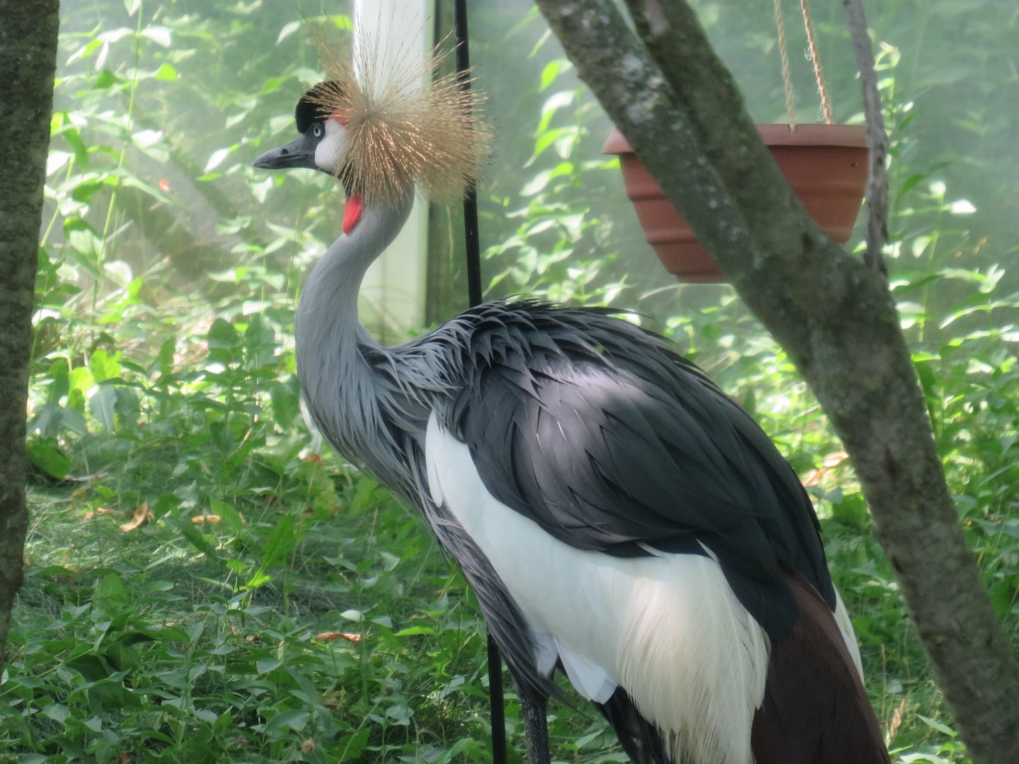 Grey crowned crane