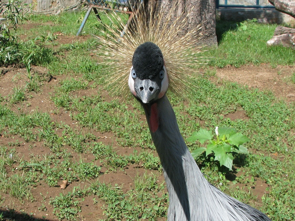 Grey crowned crane