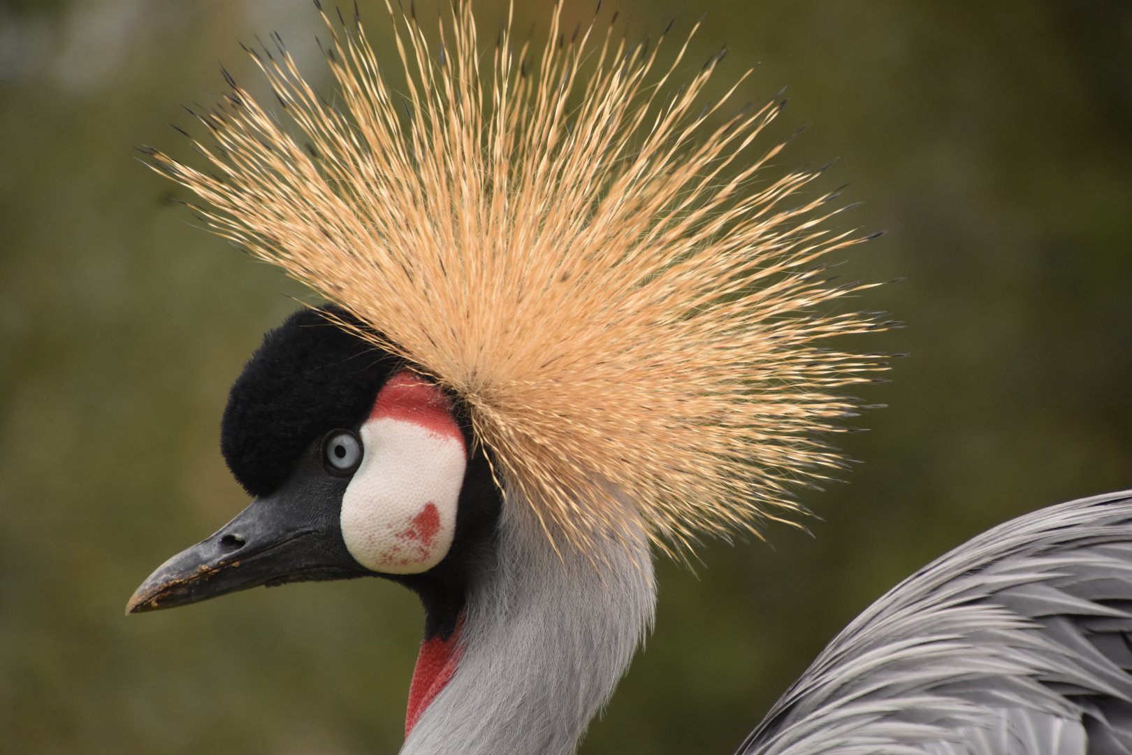 Grey Crowned Crane