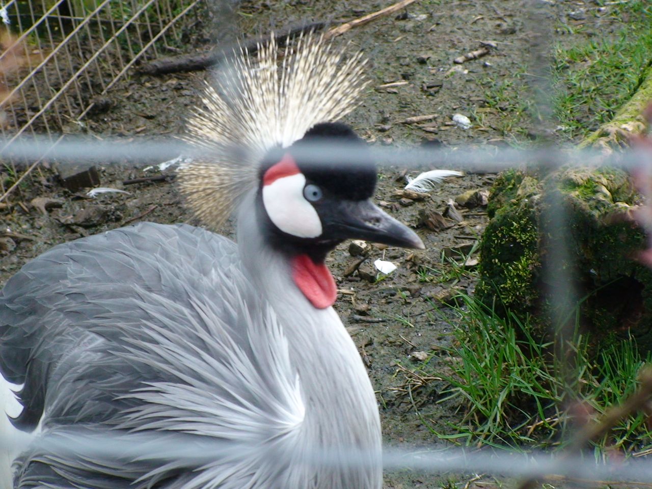 Grey Crowned Crane
