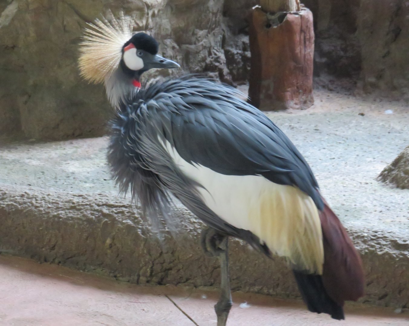 Grey crowned crane
