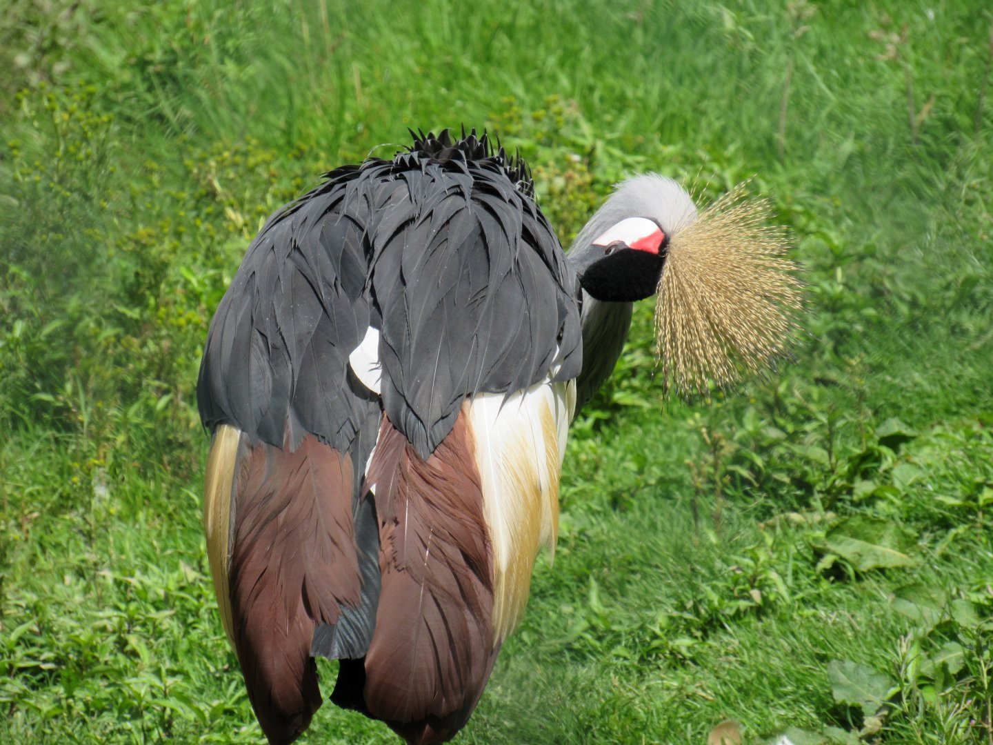 Grey Crowned Crane