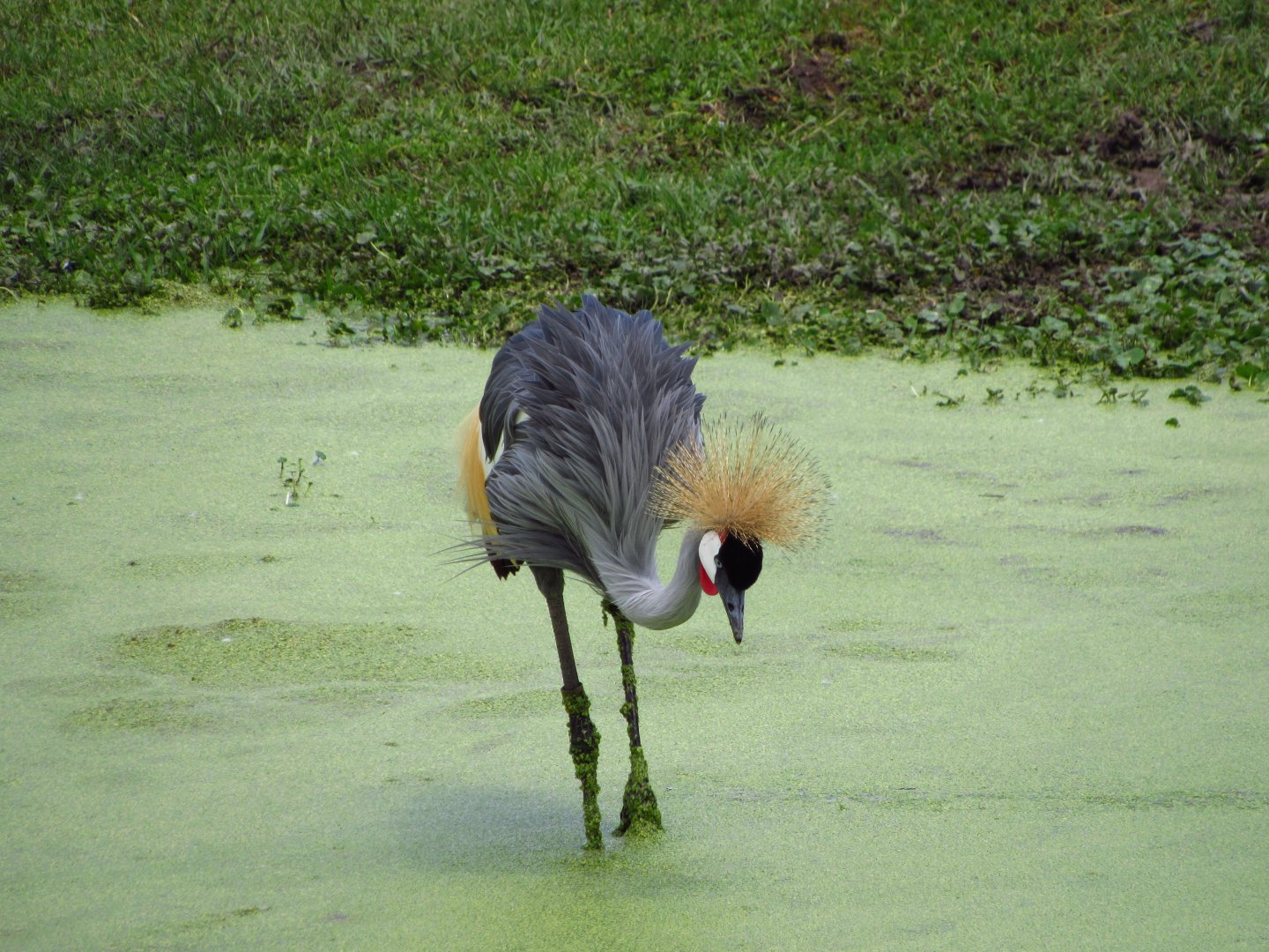 Grey Crowned Crane